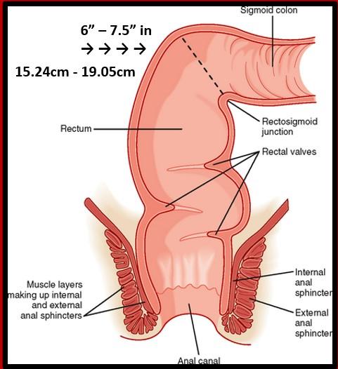 taking a longer dildo when pegging